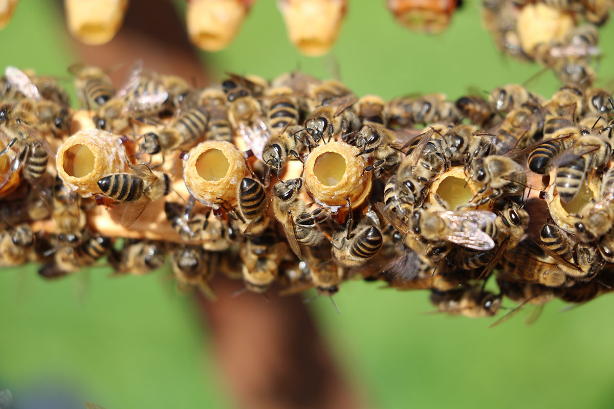 A méhpempő hatásai
