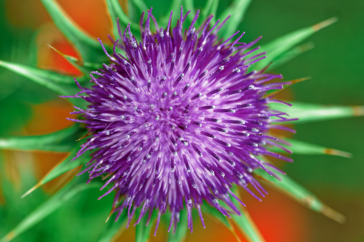 Máriatövis virága. Hogyan védi májunk egészségét a máriatövis?